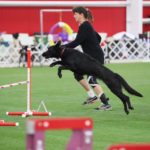 singe-jump