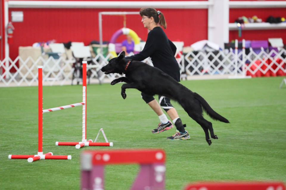 singe-jump singe-jump