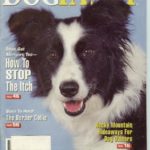windy-dogfancy