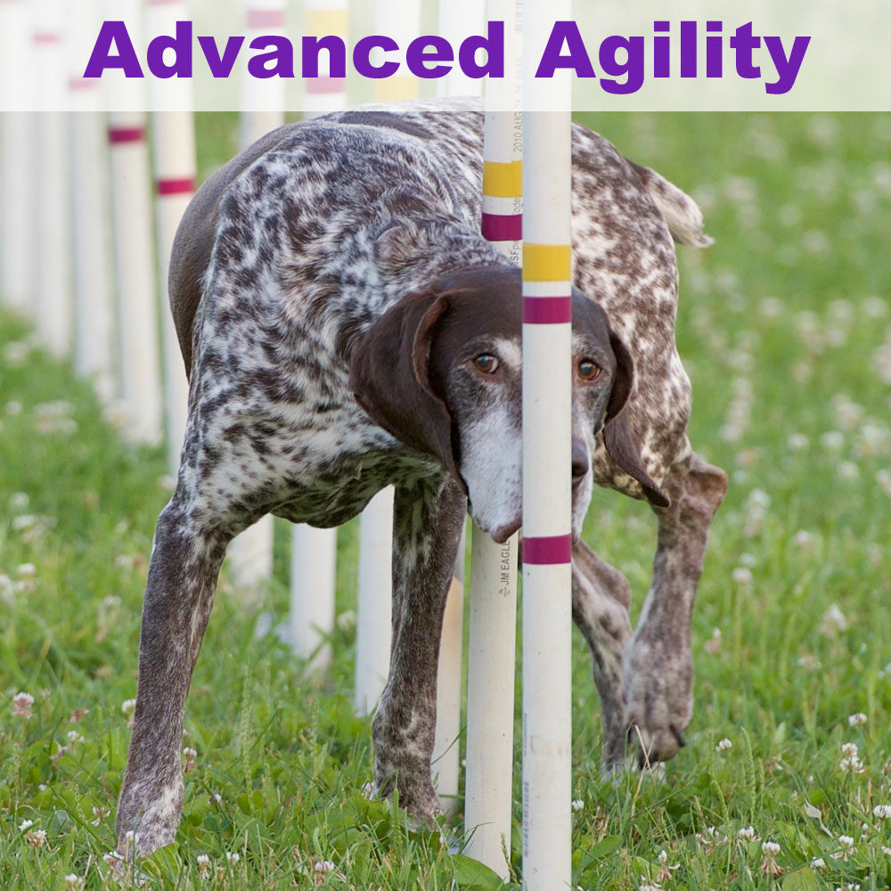 advagility