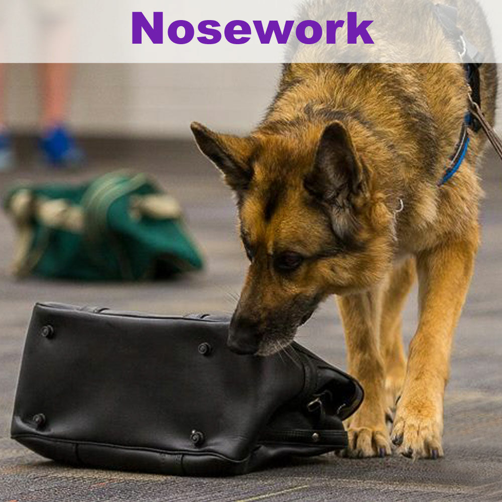 nosework